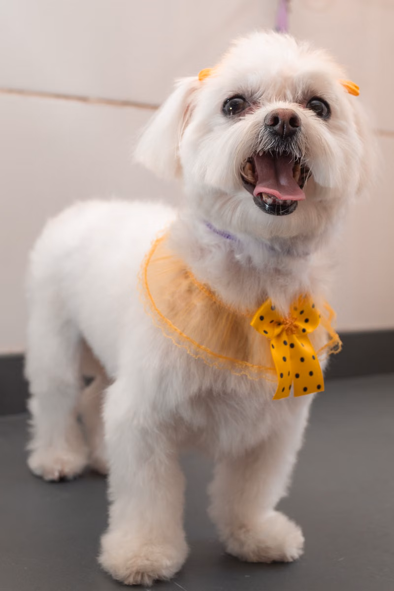 Happy dog showing a freshly groomed coat